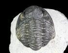 Bargain, Gerastos Trilobite Fossil - Morocco #69113-2